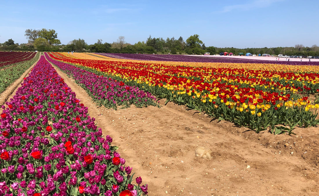 Tulips For Tapping